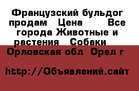 Французский бульдог продам › Цена ­ 1 - Все города Животные и растения » Собаки   . Орловская обл.,Орел г.